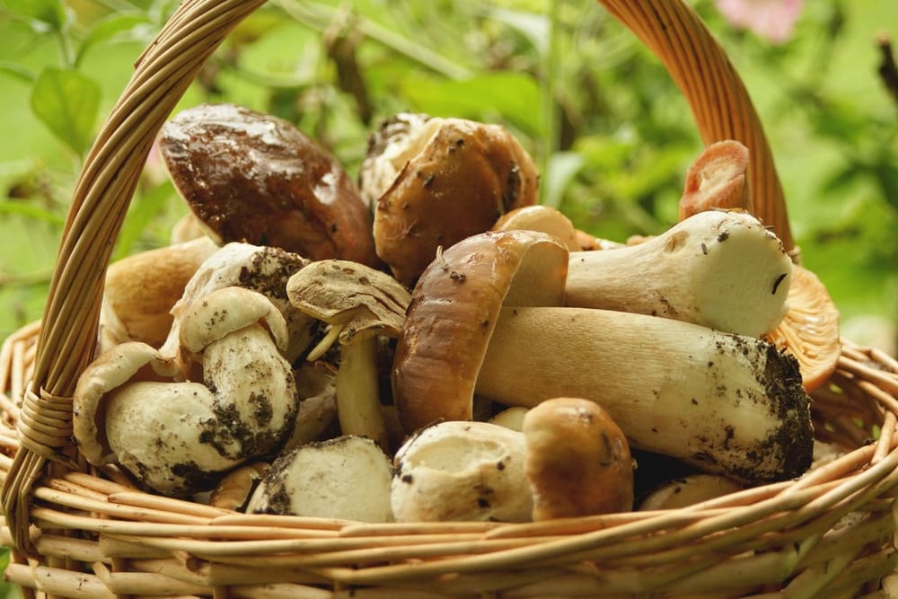 Funghi d'autunno: il controllo gratuito della ASL e cosa fare se stai male dopo averli mangiati