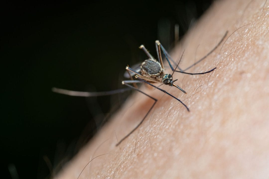 Febbre West Nile in anticipo: perché quest'estate le zanzare fanno più paura del solito