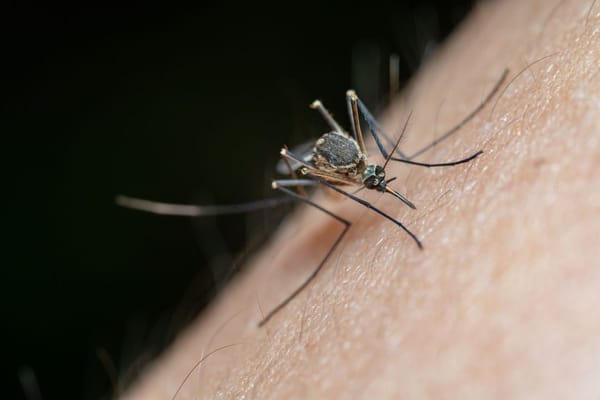 Febbre West Nile in anticipo: perché quest'estate le zanzare fanno più paura del solito